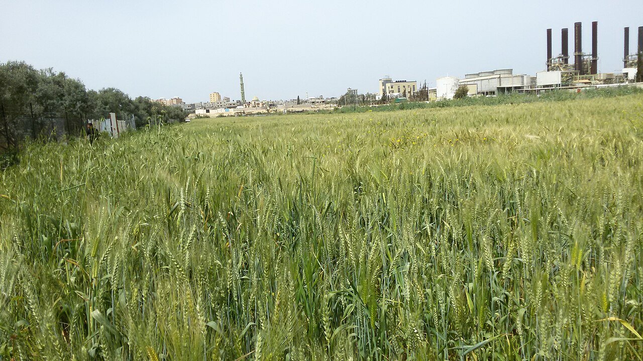 صورة أرشيفية من الزيتون